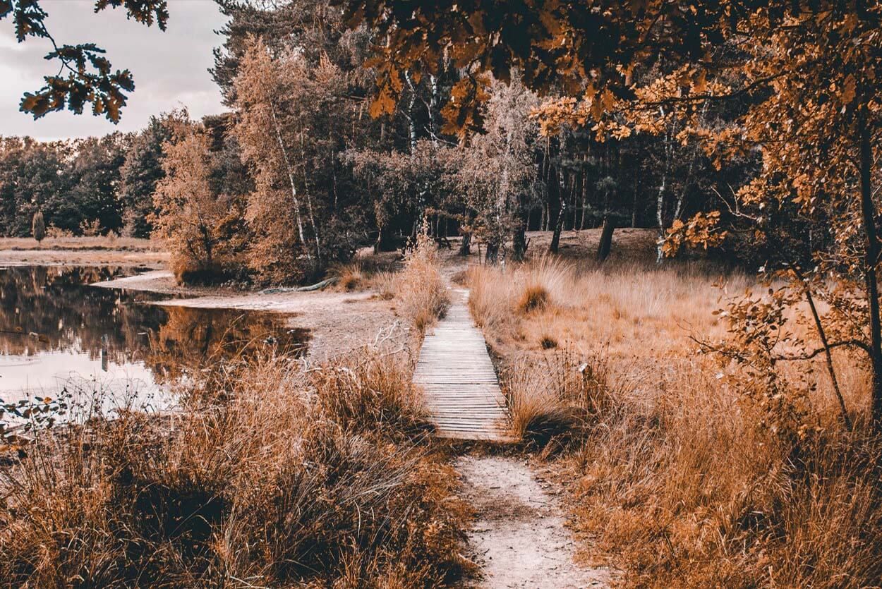 Mindfulness in de natuur. Ervaar de Japanse mindfulness trend van het bosbaden: shinrin-yoku 